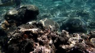 Snorkeling Anini Beach Kauai 1 17 17