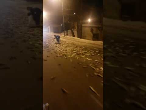 Дорога усеянная навагой