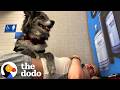 The Real Truth About Service Dogs ️ The Dodo