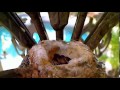 Tinkerbell S Baby Hummingbirds Wow Eggs Hatched Over Night I Believe 2 4 13