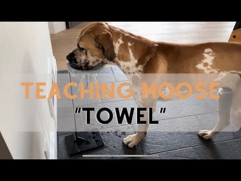 Dog Training The "Towel" Command, How We Taught Moose to Wipe His Face