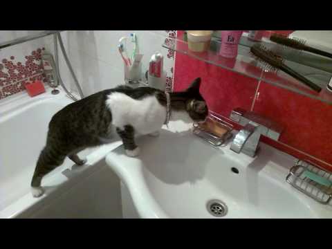 My cat eats soap!)