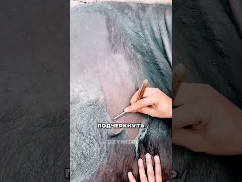 Подготовка быка к аукциону #факты #азия #деньги