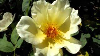 Luka Bloom - Bridge Of Sorrow