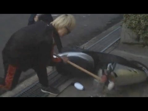 親父の原付バイクをハンマーで壊してみた。