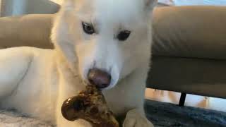 The Absolute BEST Boy Gets His Treat ❤️ 🐾