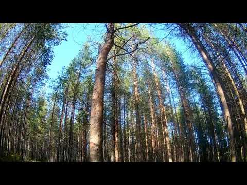 Прогулка в лес.Вороны