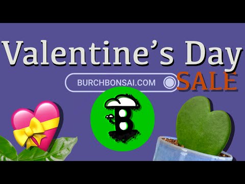 💝🌿 | VALENTINES DAY SALE 2023!! | 30% OFF PLANTS & TREES | Burch Bonsai | 🌿💝