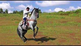 Mi Caballo en Venta ♞ Caballos Rancho el 100