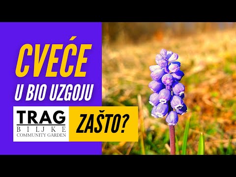 FLOWERS IN ORGANIC GROWING - WHY? (2022) [TRACE OF THE PLANT]