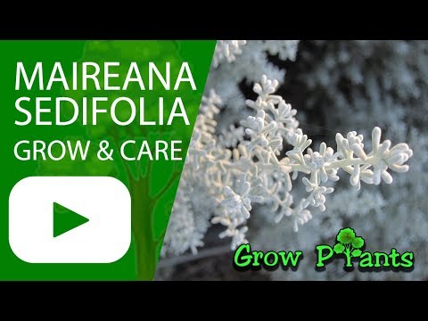 Maireana sedifolia  - grow & care (Pearl Bluebush or Cotton Bush)