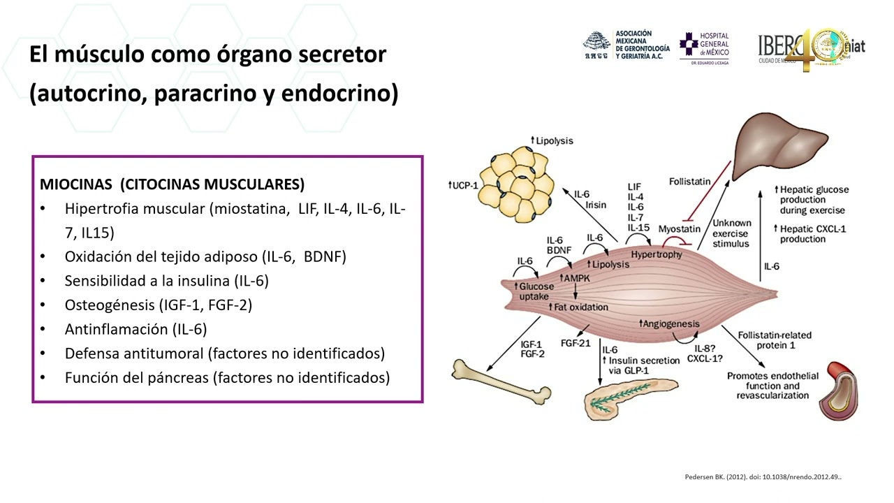 Como lograr un músculo fit a los 60 y más años
