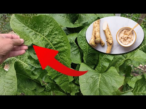 Unlocking the Secrets of Horseradish: Health Benefits, Uses, and Growing Tips