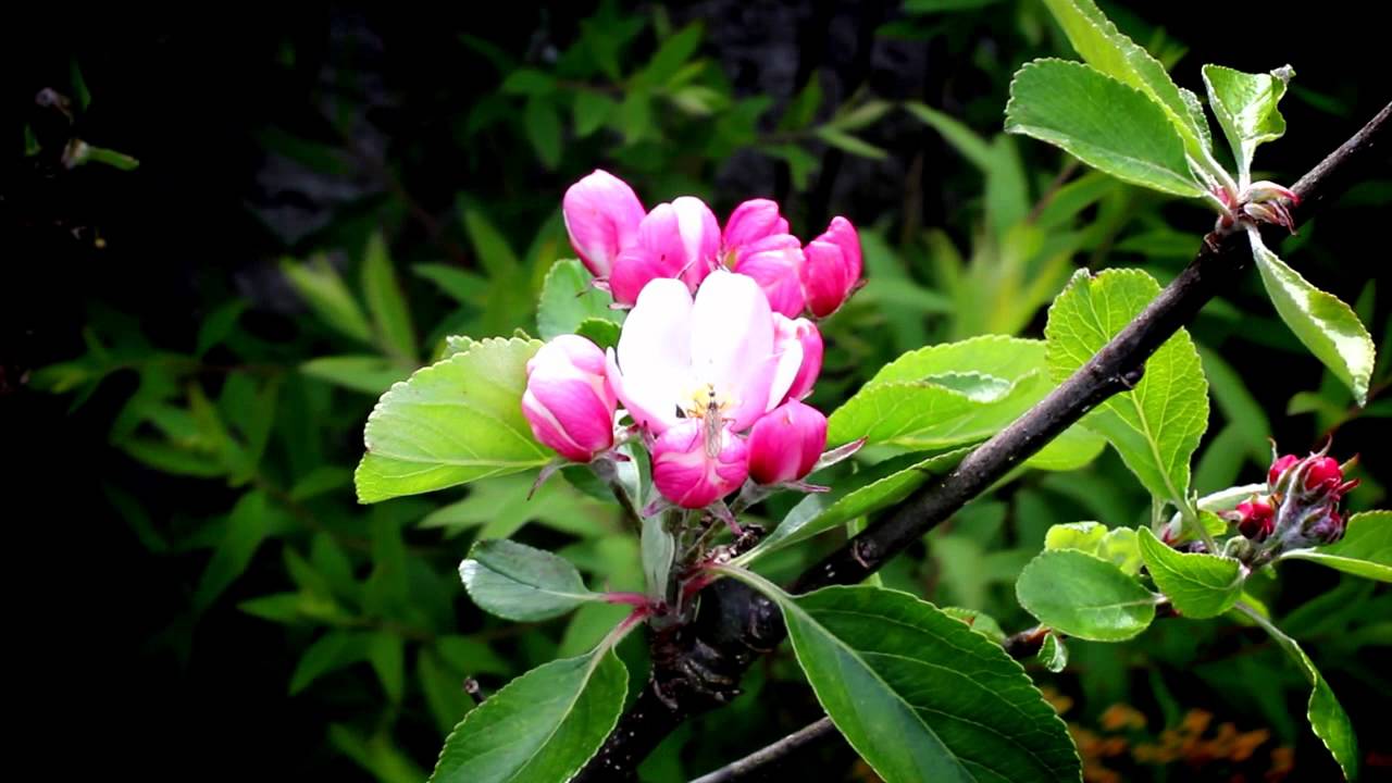 Apple Blossom