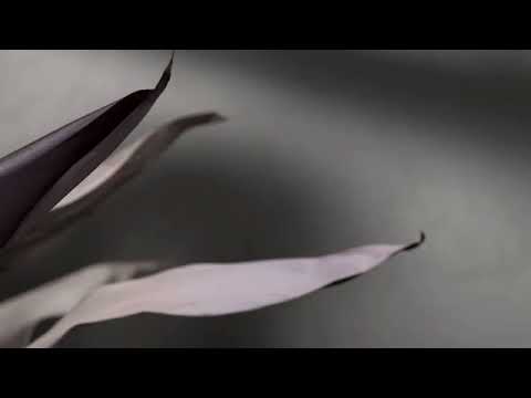 pale - two wrongs /lyrics