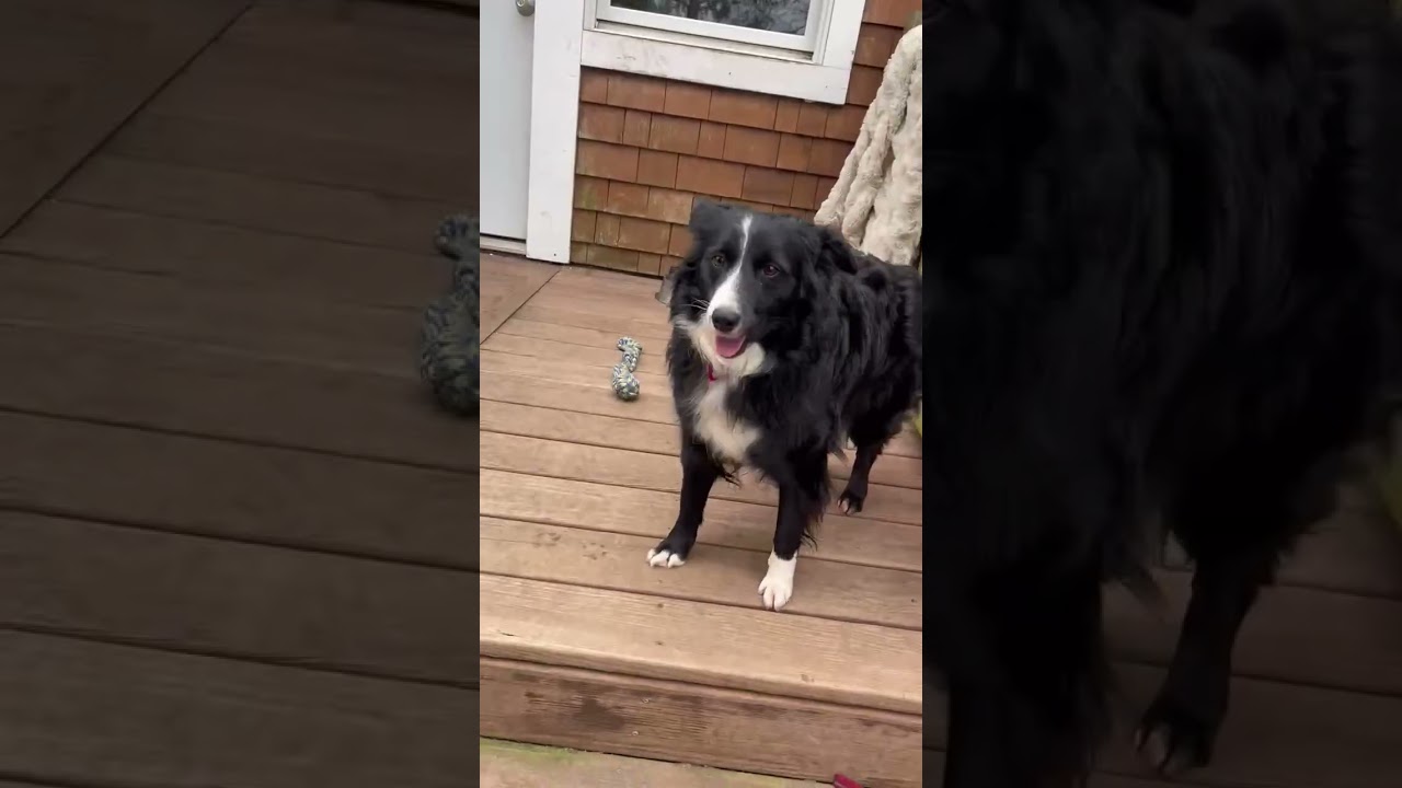 Enlarge Nova, a ADOPTABLE mixed breed in Minneapolis, MN video 4/5