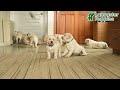 Labrador Retriever dogs for sale: Grant  - Video 1