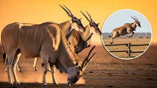Download lagu Eland Antelope: Amazing Facts About World’s Largest Antelope. mp3