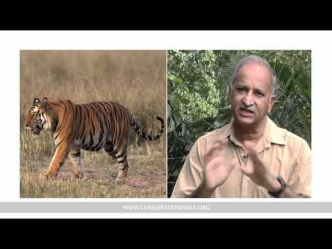 The Science of Counting Tigers