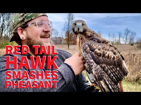 Red Tail Hawk Hunting Pheasant