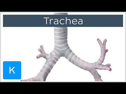 Trachea (Vorschau) - Anatomie des Menschen | Kenhub