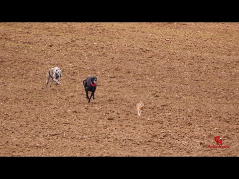 Previas Semifinales Nava del Rey C  España 14 12 2019 Audiovisuales CH 4K 2160 50p