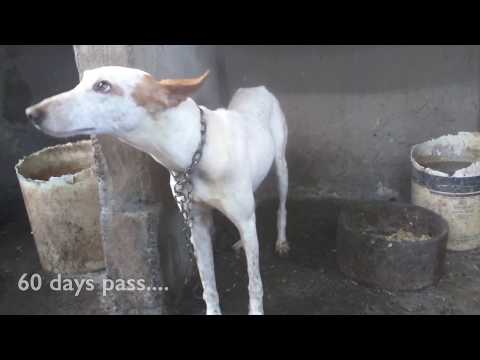 download lagu mp3 mp4 Podenco Rescue Spain, download lagu Podenco Rescue Spain gratis, unduh video klip Podenco Rescue Spain