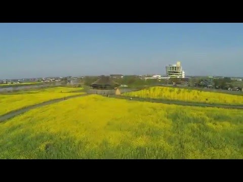 【NIIGATA-SORADORI】新潟市・福島潟の菜の花