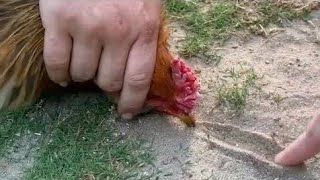 how to hypnotize a chicken with one line