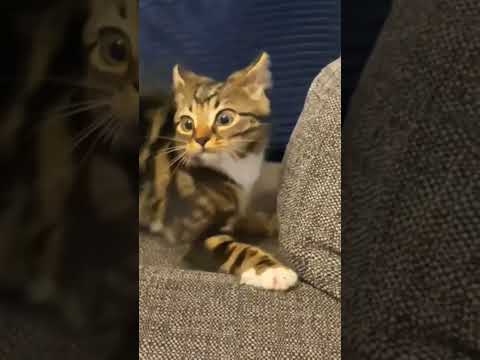 Hilarious Hyper Cat Goes Wild – Watch the Madness! 🐾🤪 #HyperCat #FunnyPets #WildCat #CatAntics