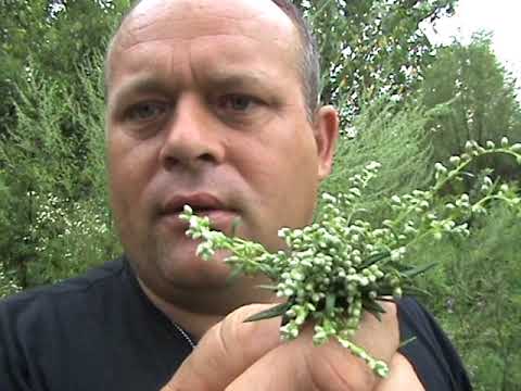 FLEDERMAUS,IN DER NACHT LEUCHTENDES HOLZ UND DIE AELTESTE SCHAMANENPFLANZE