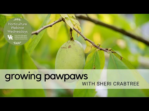 Growing Pawpaws
