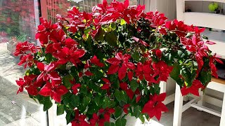 Poinsettia Care: Propagation and pruning. April update.
