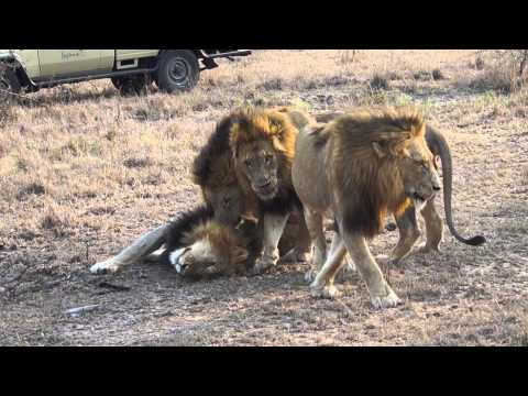 Majingilane male lion coalition at Arathusa