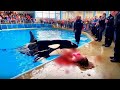 The TERRIFYING Last Moments Of Dolphin Trainer Clara Whitmore