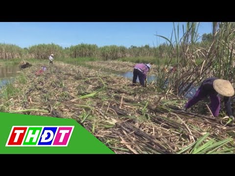 , title : 'Hậu Giang: Nông dân gặp khó trong tiêu thụ mía | THDT'