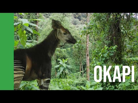 , title : 'The Forest Giraffes | Okapi | Species Profile'