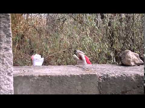 download lagu mp3 mp4 Medusa Animal Etimologia, download lagu Medusa Animal Etimologia gratis, unduh video klip Medusa Animal Etimologia