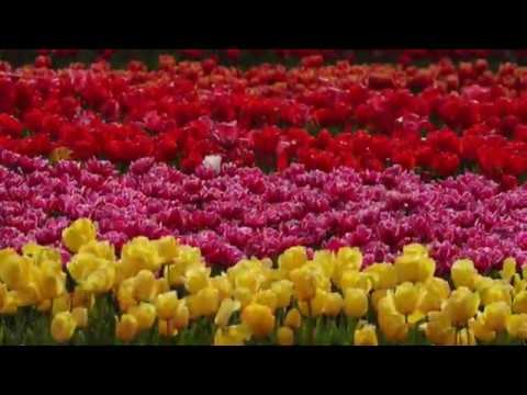 download lagu mp3 mp4 Southern Bulbs Tasmania, download lagu Southern Bulbs Tasmania gratis, unduh video klip Southern Bulbs Tasmania