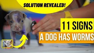 11 Signs Your Dog Has Worms (With Tips To Handle) | Vet Shares | Dog Health Problems | PetsMond