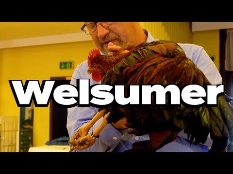 Welsumer Hühner Tierbesprechung auf dem Züchtertag 2022