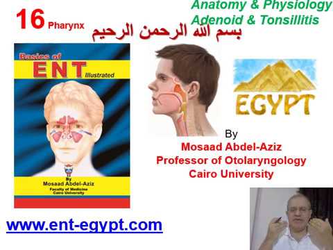 Pharynx 1 (Mosaad Abdel-Aziz): Anatomy & Physiology & Adenoid & Tonsillitis