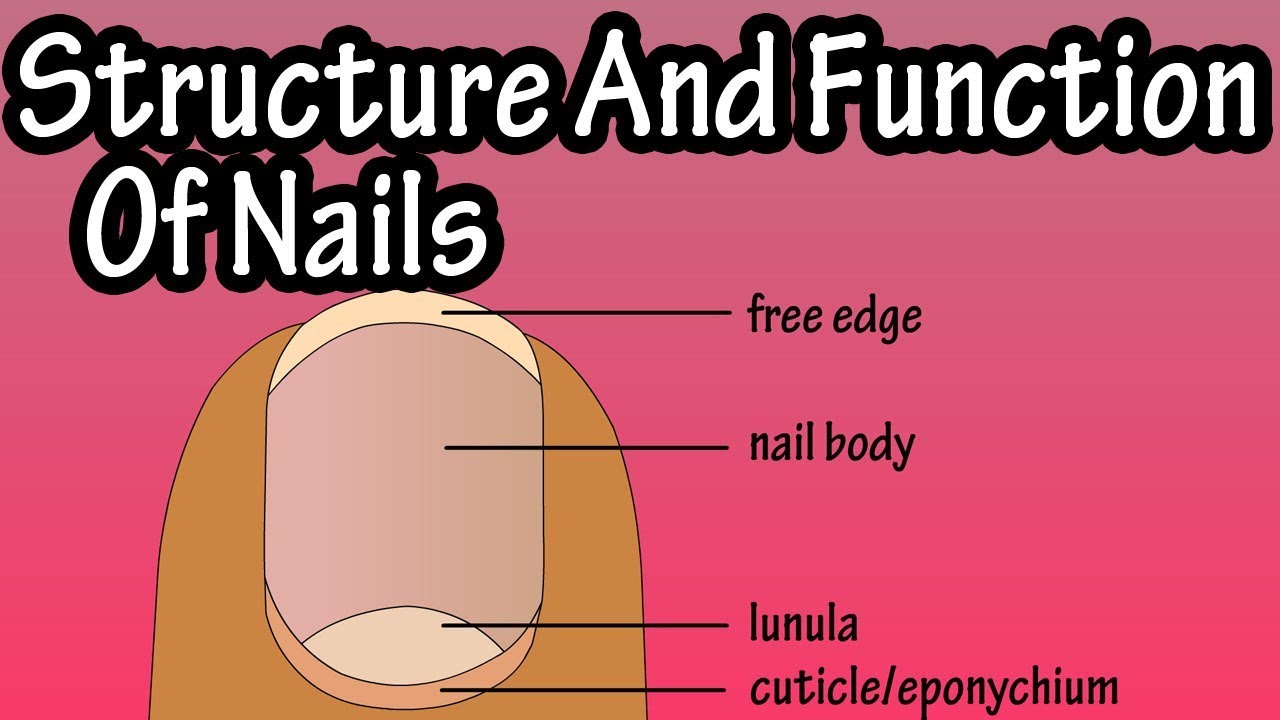 Structure Of Nails - Function Of Nails - Anatomy Of Nails - Why Do We Have Nails