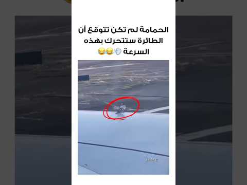 الحمامة ما كانت متوقعة إن الطيارة تتحرك بهالسرعة 😂💨😂 #shorts