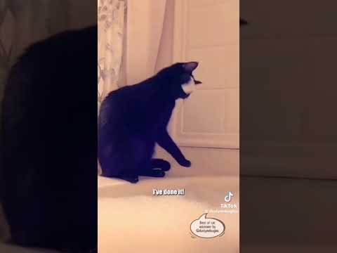 fany anemals😆😆😆😆 sobscrabe