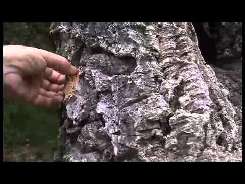 plantes méditerranéennes