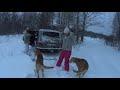 охота с русскими гончими на зайца. 08. 12. 21#охота #собаки #отдых #жизнь #ягдтерьер #лес #