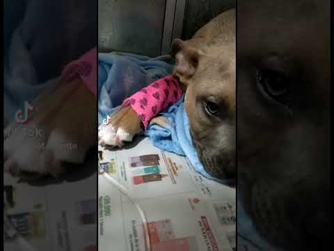 Nadie se detiene en mi video! ❤️🏩❤️  #vetrionegro #clínicalavet #bullylife #recuperaciónvet