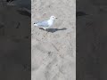 Feeding A Seagull