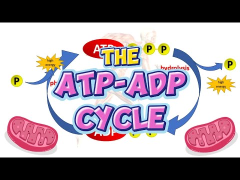 GENERAL BIOLOGY I - ATP-ADP Cycle